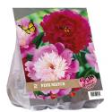 Baltus Urban Flowers Pink Match bloembollen per 2 stuks