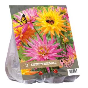 Baltus Urban Flowers Sweet Windmill bloembollen per 3 stuks