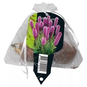 Baltus Liatris Spicata Paars bloembollen per 5 stuks