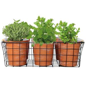 Baltus Urban Gardening Herbs zaden giftbox per 6 stuks