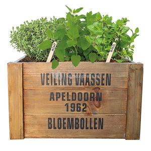 Baltus Urban Jungle Crate Herbs zaden giftbox