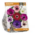 Baltus Anemone de Caen Mix bloembollen per 10 stuks