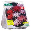 Baltus Nerine Bowdenii Mix bloembollen per 5 stuks