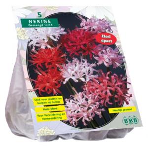 Baltus Nerine Bowdenii Mix bloembollen per 5 stuks