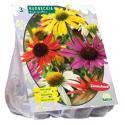 Baltus Rudbeckia Mix bloembollen per 3 stuks