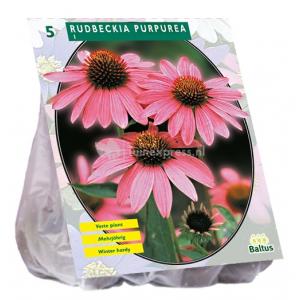 Baltus Rudbeckia Purpurea bloembollen per 5 stuks