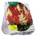 Baltus Astilbe Gemengd Bloembollen per 3 stuks