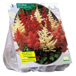 Baltus Astilbe Gemengd Bloembollen per 3 stuks