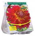 Baltus Dahlia Dinnerplate Manhattan Island bloembollen per 2 stuks