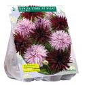 Baltus Dahlia Stars at Night bloembollen per 3 stuks