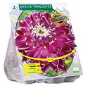 Blatus Dahlia Dinnerplate Vancouver boembollen per 2 stuks