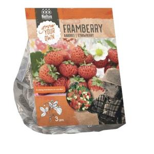 Baltus Aardbei Framberry per 3 stuks