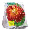 Baltus Dahlia Akita bloembol per 1 stuks