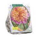 Baltus Dahlia Anemone Lifestyle bloembol per 1 stuks