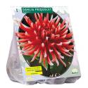 Baltus Dahlia Cactus Friquolet bloembol per 1 stuks