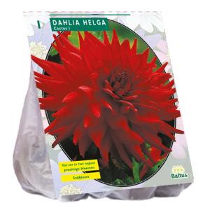 Baltus Dahlia Cactus Helga bloembol per 1 stuks