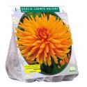 Baltus Dahlia Cactus Ludwig Helfert bloembol per 1 stuks