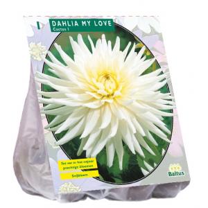 Baltus Dahlia Cactus My Love bloembol per 1 stuks