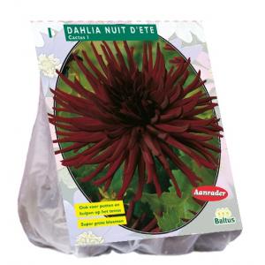 Baltus Dahlia Cactus Nuit d'ete bloembol per 1 stuks