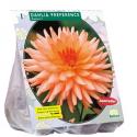 Baltus Dahlia Cactus Preference bloembol per 1 stuks