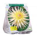 Baltus Dahlia Cactus Shooting Star bloembol per 1 stuks