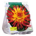 Baltus Dahlia Cactus Vuurvogel bloembol per 1 stuks