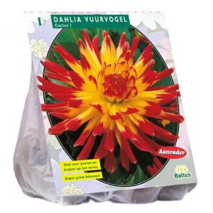 Baltus Dahlia Cactus Vuurvogel bloembol per 1 stuks