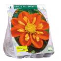 Baltus Dahlia Collarette Alstergruss bloembol per 1 stuks