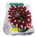 Baltus Dahlia Decoratief Mistery Day bloembol per 1 stuks