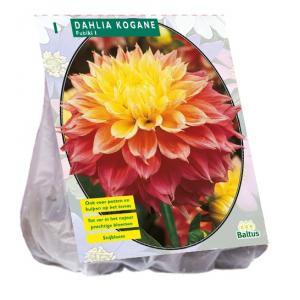 Baltus Dahlia Kogane Fubuki bloembol per 1 stuks