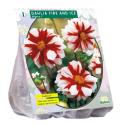 Baltus Dahlia Mignon Fire & Ice bloembol per 1 stuks