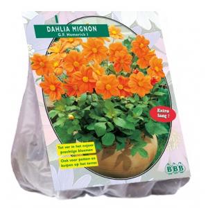 Baltus Dahlia Mignon G.F. Hemerick bloembol per 1 stuks