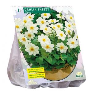 Baltus Dahlia Mignon Sneezy bloembol per 1 stuks