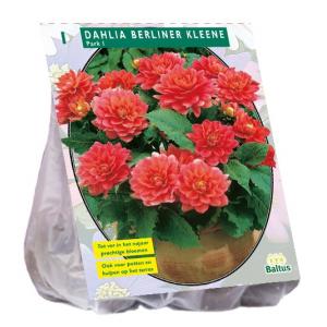 Baltus Dahlia Park Berliner Kleene bloembol per 1 stuks