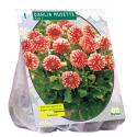 Baltus Dahlia Park Musette bloembol per 1 stuks