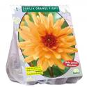 Baltus Dahlia Park Orange Pigmy bloembol per 1 stuks