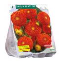 Baltus Dahlia Pompon Bantling bloembol per 1 stuks