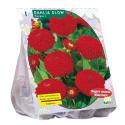 Baltus Dahlia Pompon Glow bloembol per 1 stuks