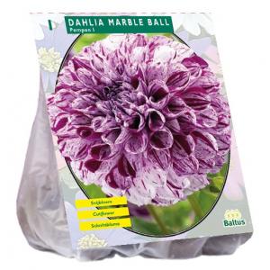 Baltus Dahlia Pompon Marble Ball bloembol per 1 stuks