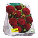 Baltus Dahlia Pompon Rocco bloembol per 1 stuks