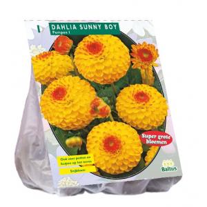 Baltus Dahlia Pompon Sunny Boy bloembol per 1 stuks