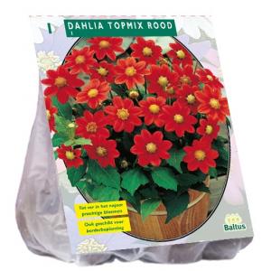 Baltus Dahlia Topmix Rood bloembol per 1 stuks