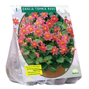 Baltus Dahlia Topmix Roze bloembol per 1 stuks