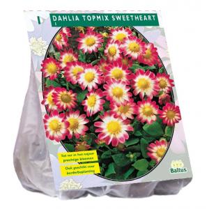 Baltus Dahlia Topmix Sweetheart bloembol per 1 stuks