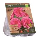 Baltus BIO Dahlia Ball Sandra bloembol per 1 stuks