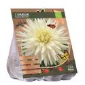 Baltus BIO Dahlia Cactus My Love bloembol per 1 stuks