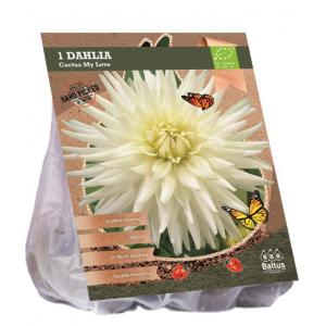 Baltus BIO Dahlia Cactus My Love bloembol per 1 stuks