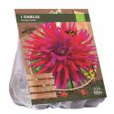 Baltus BIO Dahlia Cactus Orfeo bloembol per 1 stuks