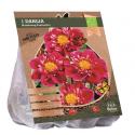 Baltus BIO Dahlia Collarette Fantastico bloembol per 1 stuks