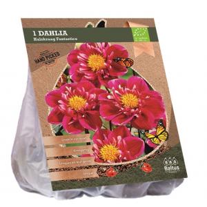 Baltus BIO Dahlia Collarette Fantastico bloembol per 1 stuks